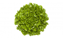 Simply Fresh Green Oak   Box  1 pcs
